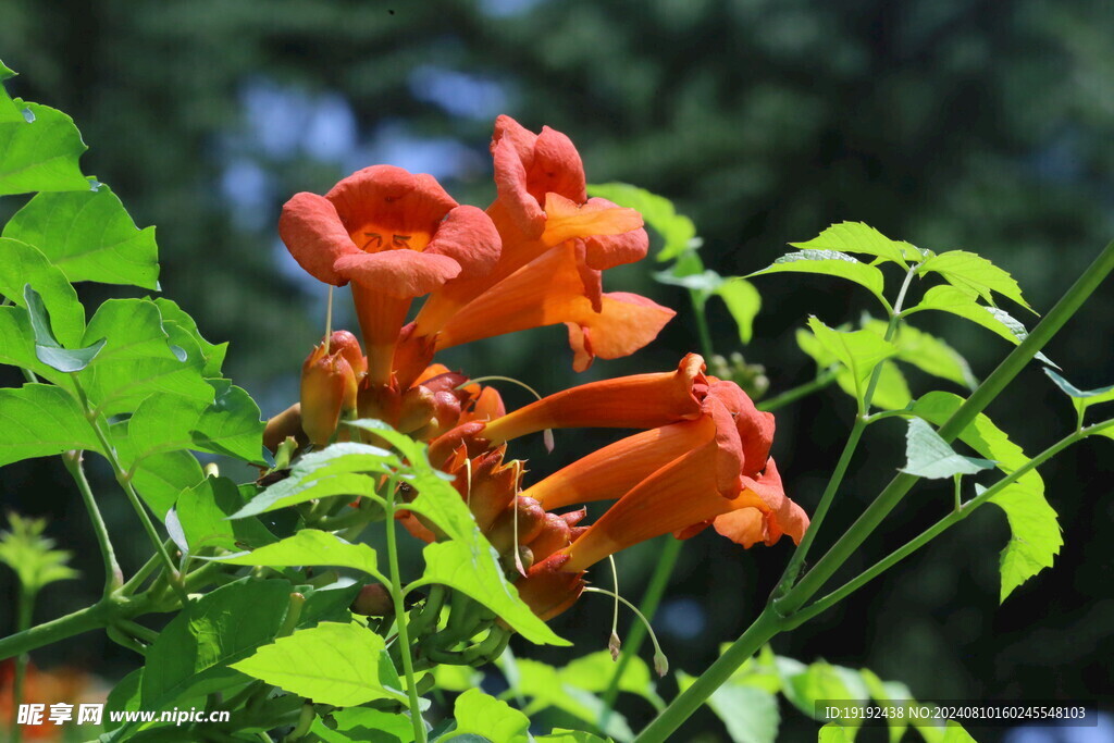 凌霄花 