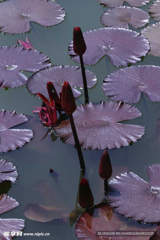 睡莲花  