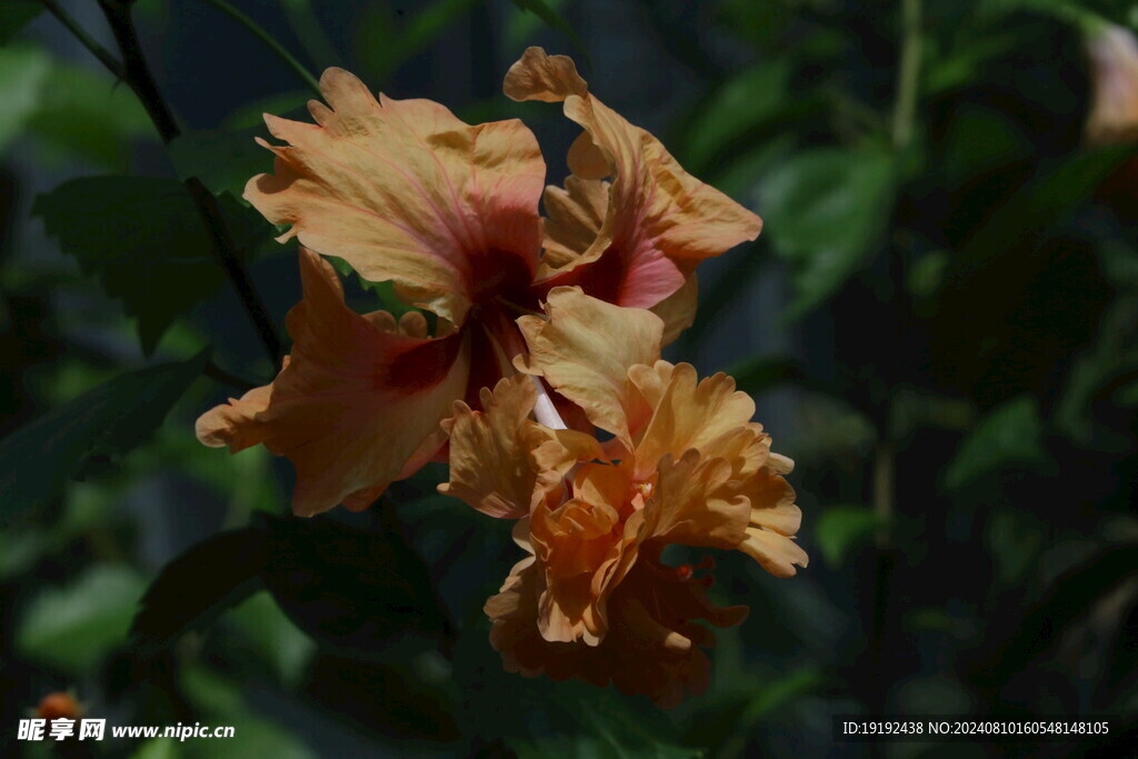 朱槿花