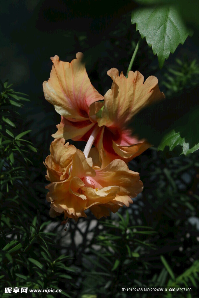 朱槿花 