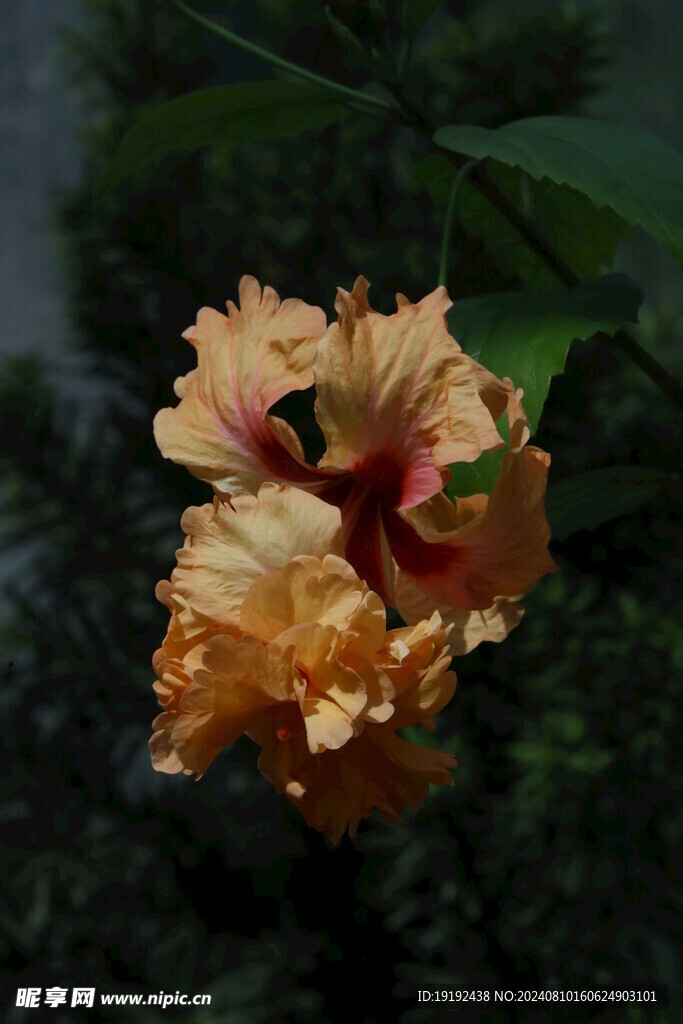 朱槿花