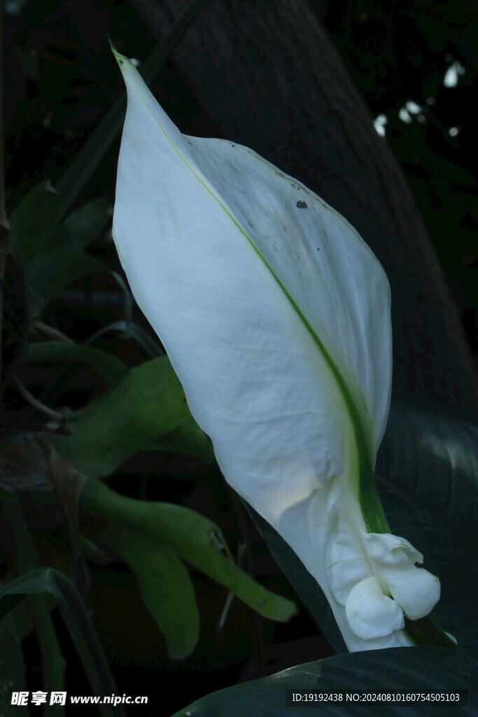 弯穗苞叶芋  