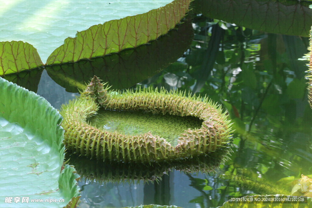 荷塘王莲花 