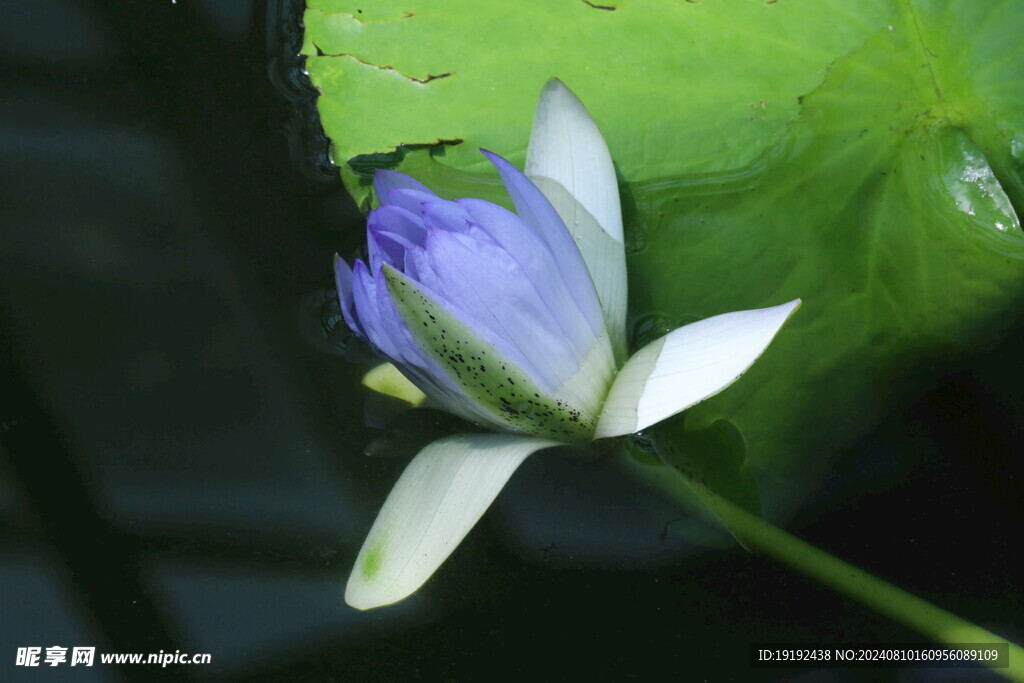 睡莲花  