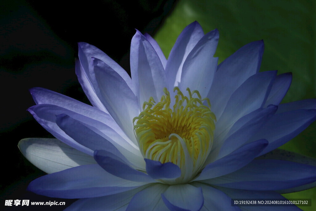睡莲花  
