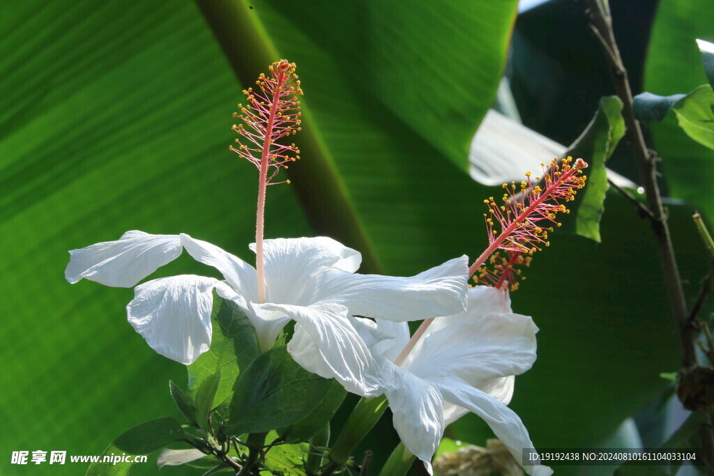 朱槿花 