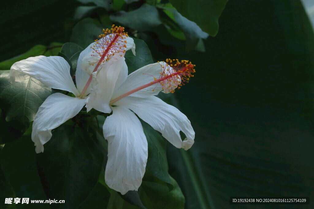 朱槿花 