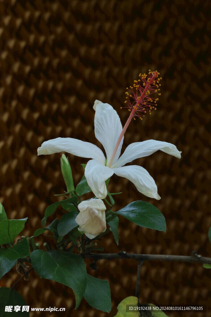 朱槿花