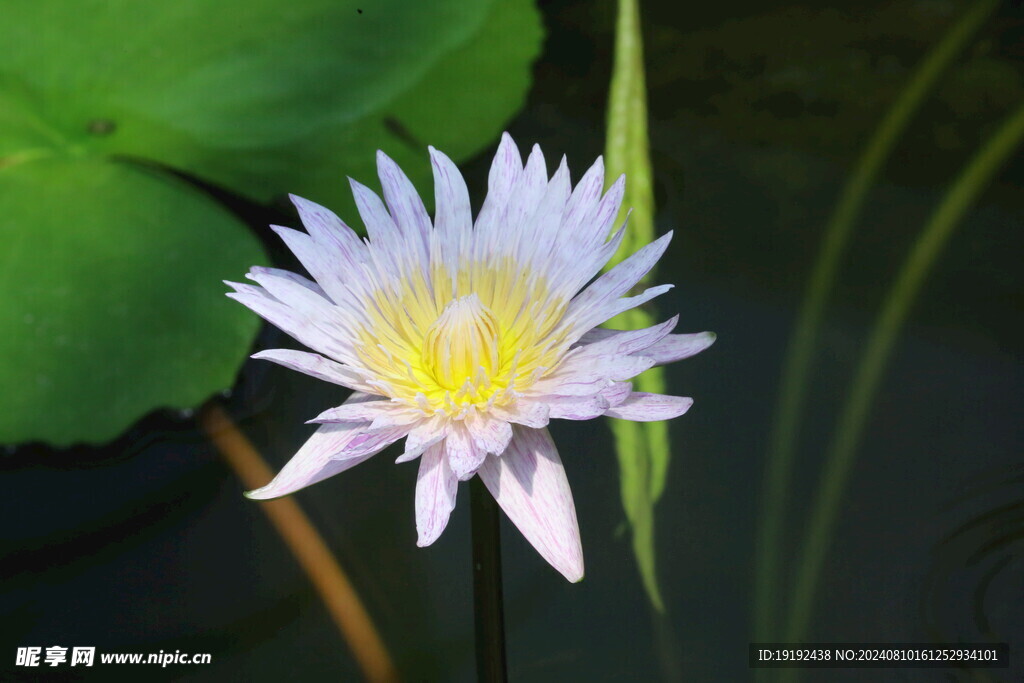 睡莲花  