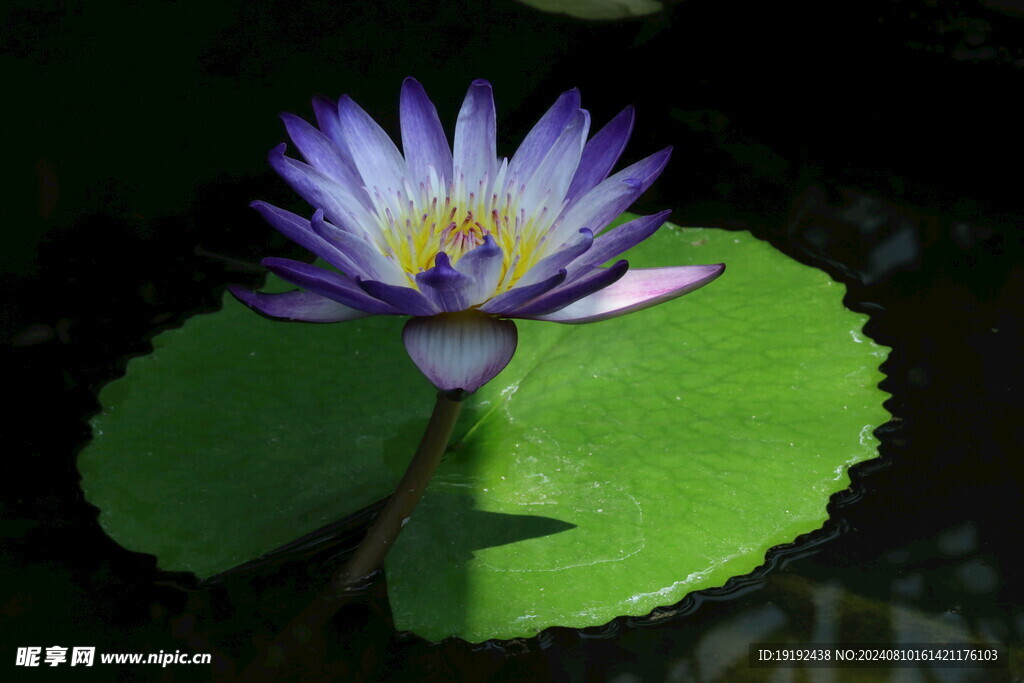 睡莲花 