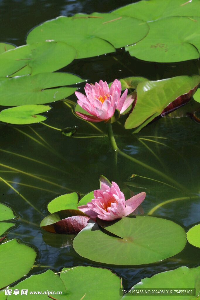 睡莲花  