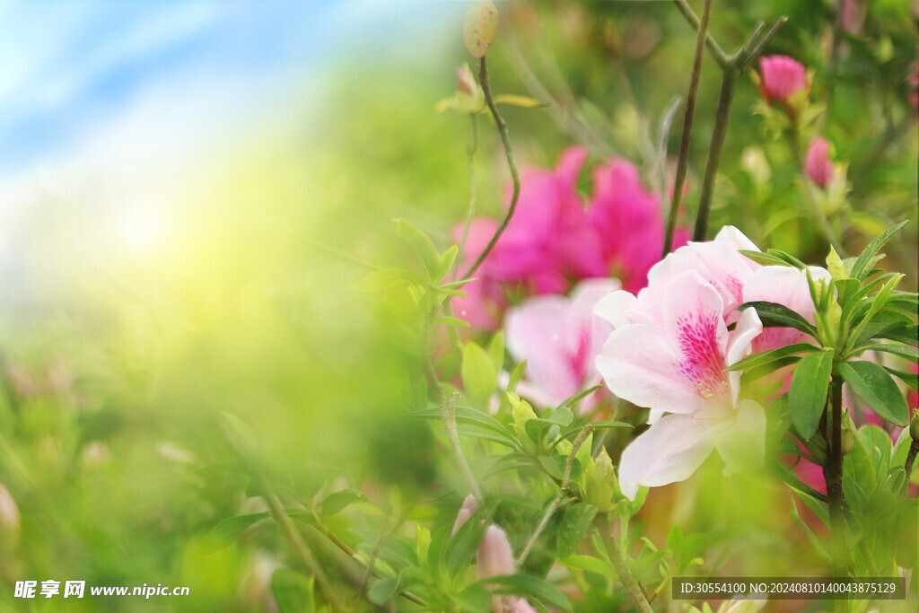 杜鹃花 图片