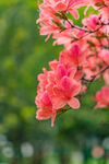 杜鹃花 图片