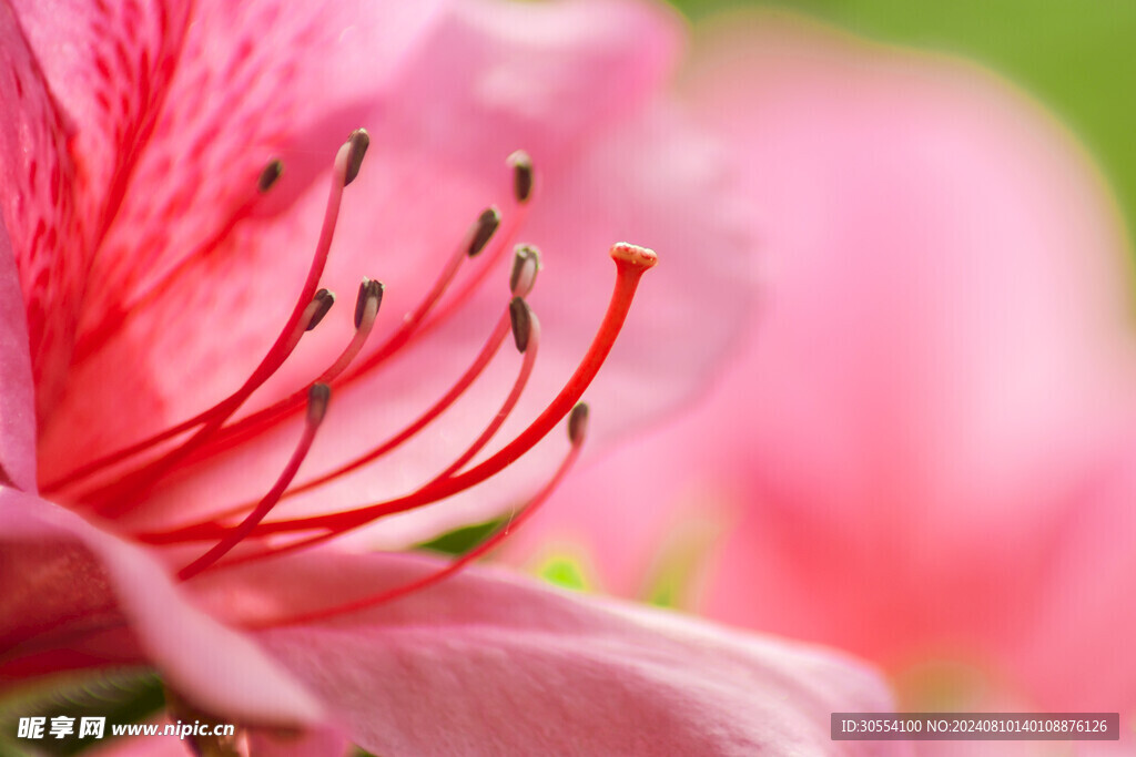 杜鹃花 图片