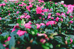 杜鹃花 图片