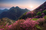 杜鹃花图片