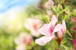 杜鹃花图片