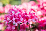 杜鹃花图片