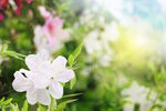 杜鹃花图片
