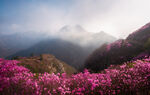 杜鹃花图片