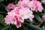 杜鹃花图片