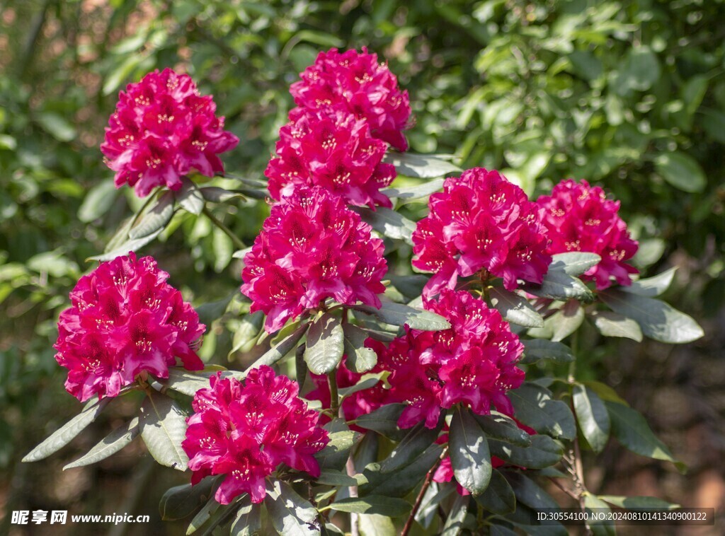 杜鹃花图片