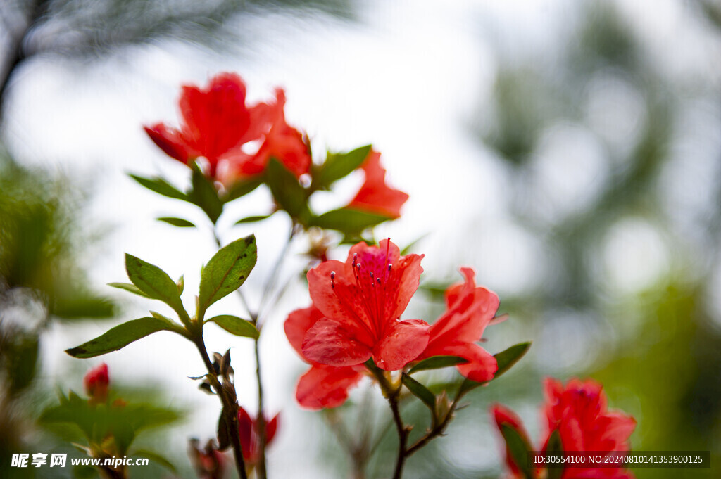 杜鹃花图片