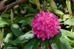 杜鹃花图片