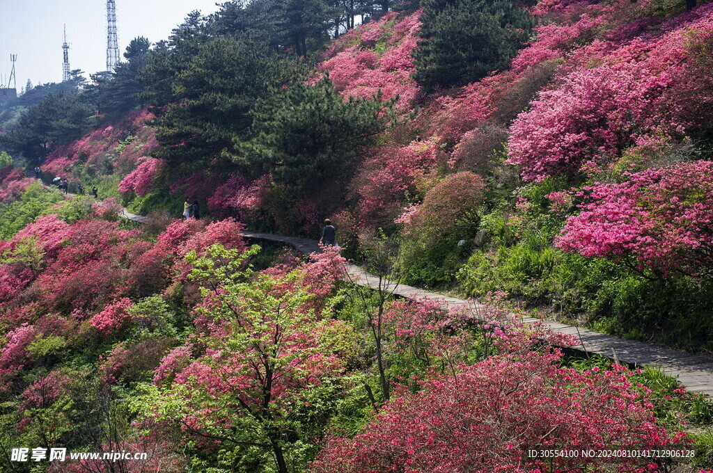 杜鹃花图片