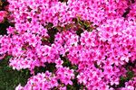  杜鹃花图片