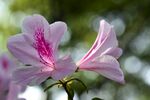 杜鹃花 图片