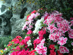 杜鹃花图片