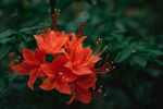杜鹃花 图片