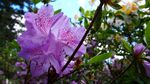 杜鹃花图片