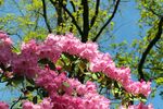 杜鹃花 图片