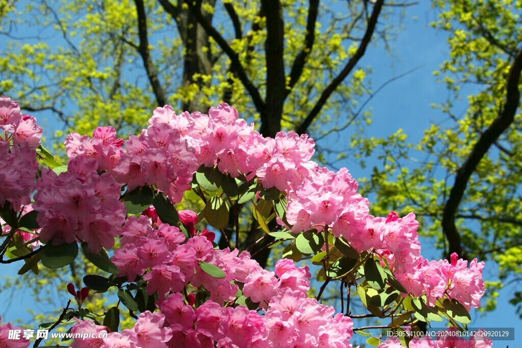 杜鹃花 图片