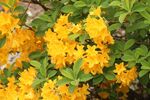 杜鹃花图片