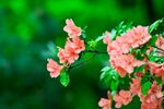杜鹃花图片