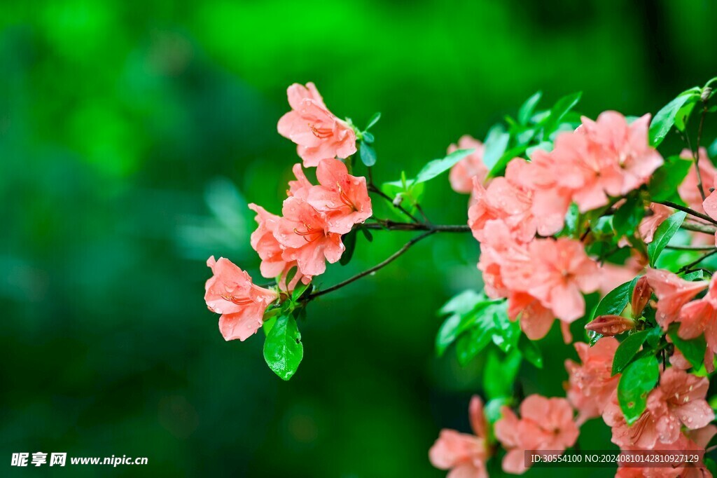 杜鹃花图片