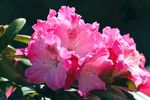 杜鹃花 图片