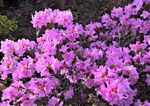 杜鹃花 图片