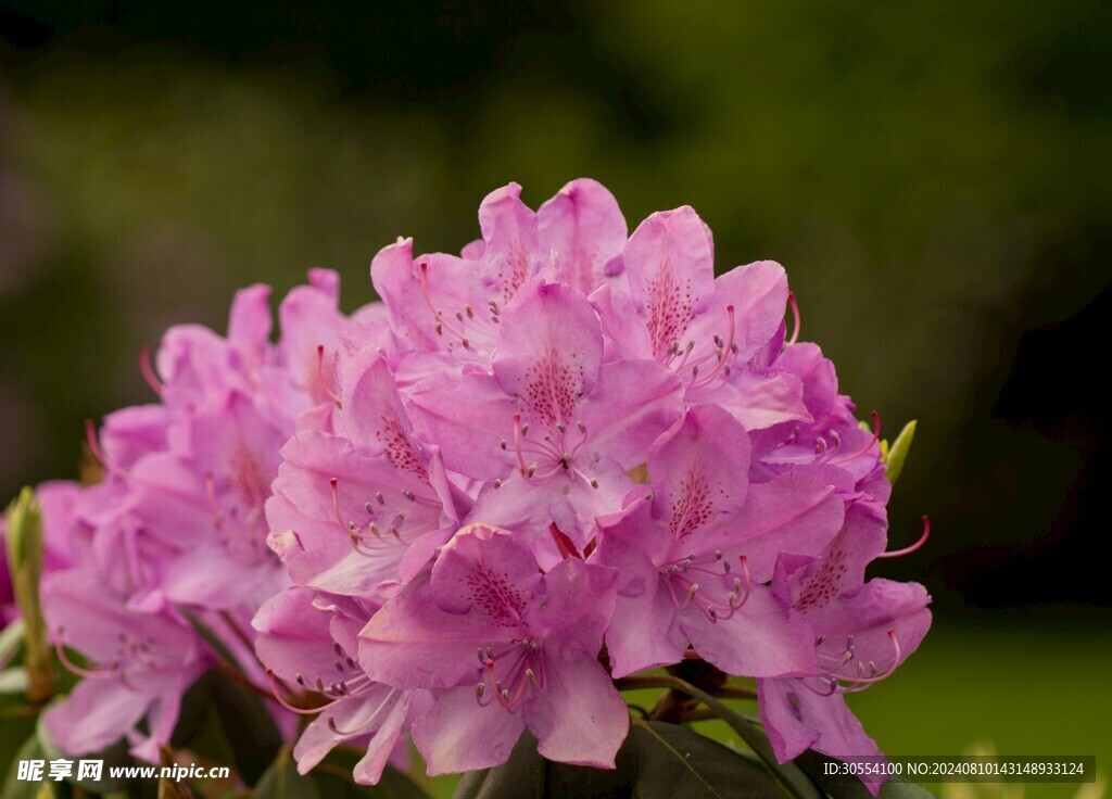  杜鹃花图片