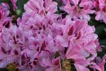杜鹃花图片