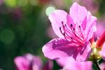 杜鹃花 图片