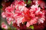 杜鹃花 图片