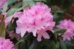 杜鹃花 图片
