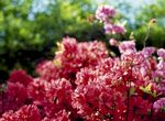 杜鹃花图片