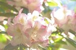 杜鹃花图片