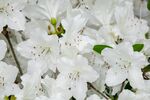 杜鹃花 图片