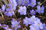 杜鹃花图片